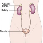 Tired? Fried? Foggy?  It may be your adrenals.