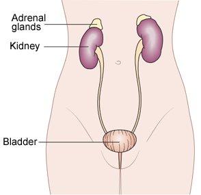 Tired? Fried? Foggy?  It may be your adrenals.